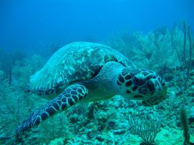 A turtle in the barrier reef off The Placencia Residences and Hotel, Placencia, Belize – Best Places In The World To Retire – International Living